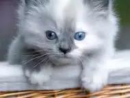 ПЕРСИЙСКА котка с най - високо ВИП качество