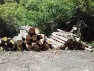 Продавам дърва за огрев и трупи