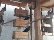шуменски гълъби