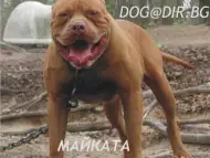 Американски Мастиф БАНДОГ хибридна порода куче за охрана
