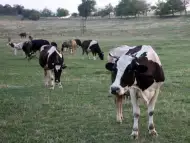 6 Добре Отгледани Крави