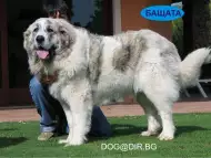 Пиринейско Планинско куче Френска Овчарка се използва като