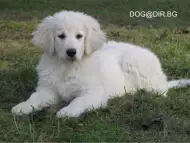 бяла ОВЧАРКА Словашки Чувач много подходящ за семейно куче