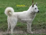 EСКИМОСКО Гренландско куче - ЛОВНА порода кучета, използвана
