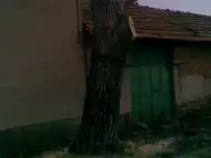 Рязане на орехови дървета