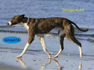 Унгарска Газела ХРЪТКА съвършеното куче за бърз и скоростен