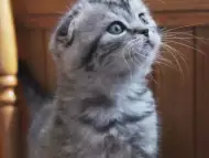 Шотландска КЛЕПОУХА котка с най - високо ВИП качество