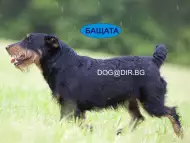 всестранно ловно куче ЯГДТЕРИЕР безстрашно куче със здрава