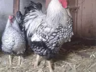 Продавам пилета и яйца на кокошки от Орпингтон и Брами