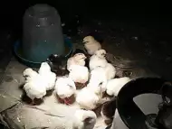 Продавам пилета
