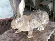 Елитни зайци от порода белгийски великан.