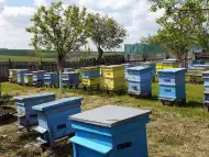 Продавам 30 пчелни семейства