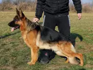 Развъдник за Немски овчарски кучета VON DARON