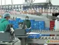 Германия - Мъже и Жени Фабрика за Пилешко Месо