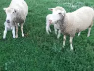 Prodavam ovce