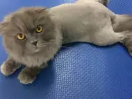 Подстригване на персийски котки