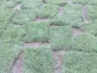 Тревен чим
