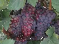 Чудесни сортове грозде Мерло и Памид