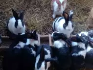 Холандски зайци на 75 дни по 25лв.