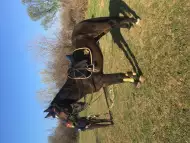 Продавам български спортен кон