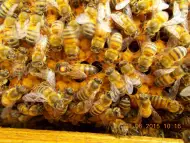 Пчелни майки ВВ