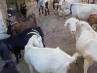 Prodavane kozi