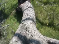 орехова дървесина