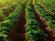 СЛОВБУЛ СОЛАНУМ – зеленчукови семена и продукти за земеделие