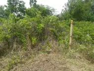 Рязане на опасни дървета чистене на диви терени аб.поддръжка