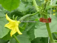 Здравите щипки за домати и краставици