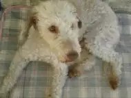 Търсено кученце на Bedlington Terrier