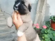 Кавказка овчарка - бебета