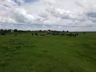 Свободни млечни крави за дамъзлък