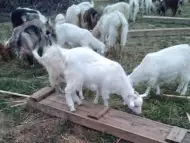 Продавам стадо регистрирани кози