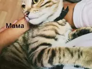 Бенгалска котка бенгалско котенце бенгалка