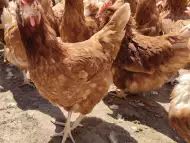 Продавам кокошки носачки