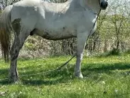 Продава се бял кон
