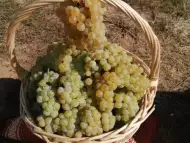 Продавам грозде Мускат Отонел 2022 Совиньон Блан Траминер