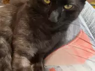 Сибирска горска котка си търси половинка