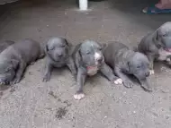 Малки кучета питбули