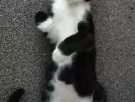 Подарявам мъжко котенце на 3 месеца в черно и бяло