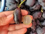 Десертен сорт грозде ВЕЛИКА