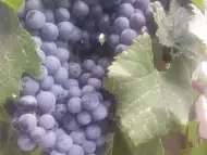 Продавам винени сортове грозде