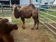 двугърба камила