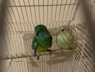 Пойни папагали двойка