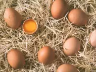 ХАЙПРО БЪЛГАРИЯ – производство на яйца и продажба на птици