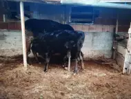 Продавам крава с теле