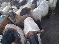 Черноглави свободни овце