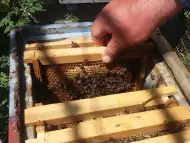 Продавам млади плодни пчелни майки на 25 лв.