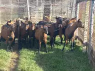Френски алпийски кози